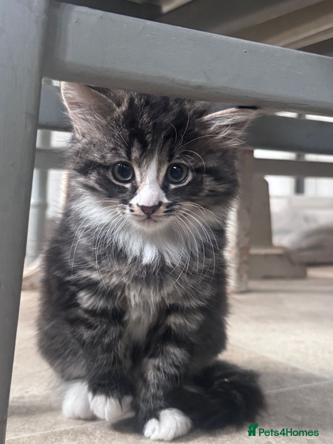 Mixed Breed cats for sale: 3 kittens looking for a new home  - Image 6
