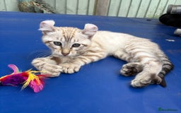 Keetso cats for sale: Super snow leopard girl  - Image 12