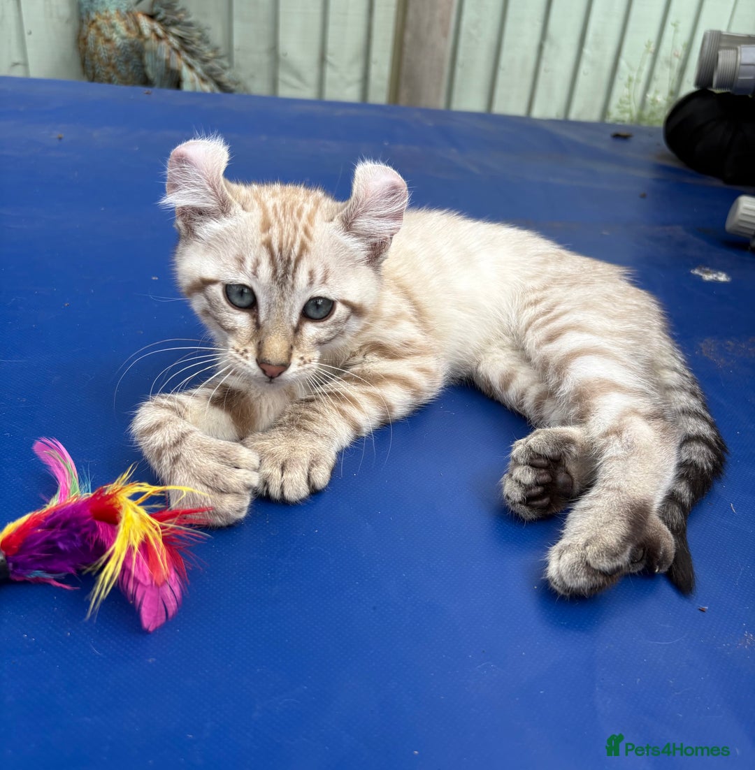Keetso cats for sale: Super snow leopard girl  - Image 12