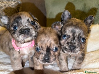 French Bulldog dogs 8 perfect fluffy visual French bulldogs dwkc 🧸🧸 - Advert 12