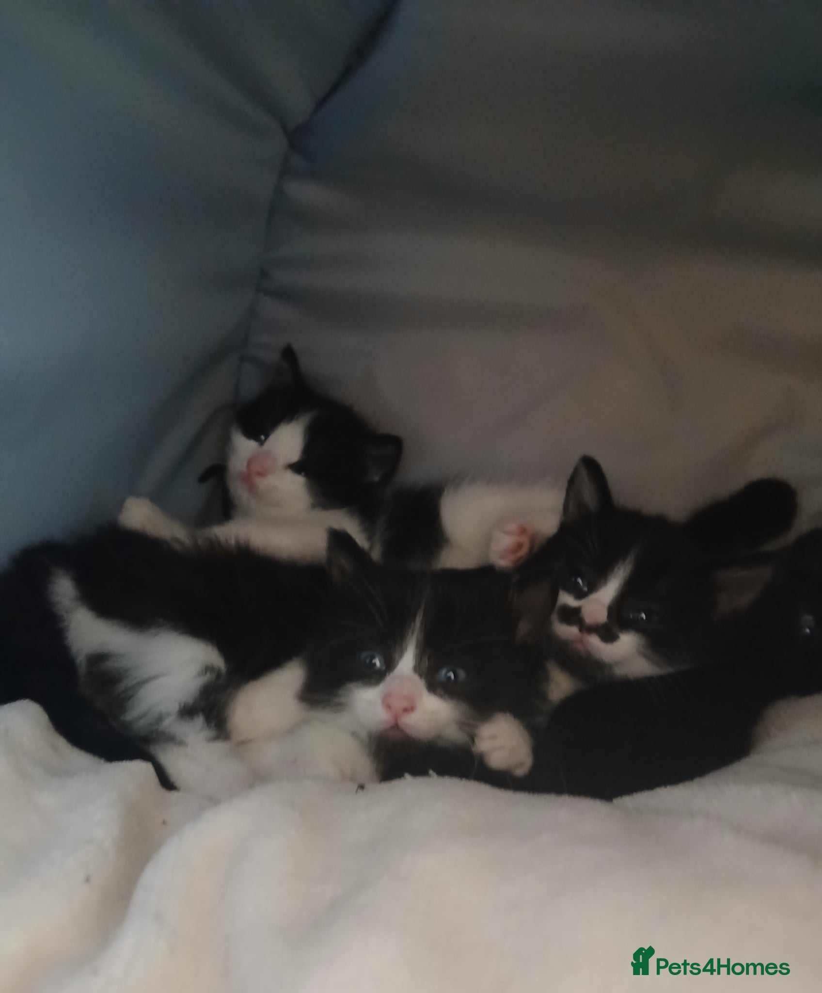 Mixed Breed cats Cute Kittens - Advert 3