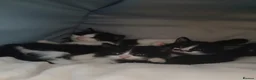 Mixed Breed cats for sale: Cute Kittens - Advert 1
