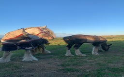 Irish Cob horses for sale: Stunning cob foal looking for new family. - Image 6