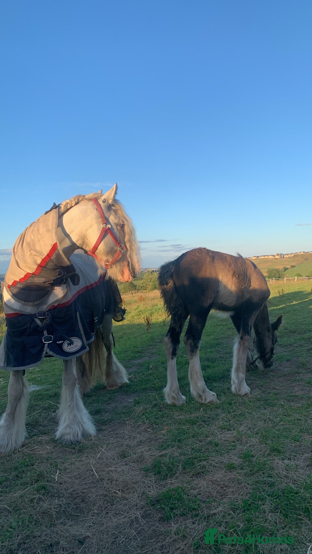 Irish Cob horses for sale: Stunning cob foal looking for new family. - Image 6