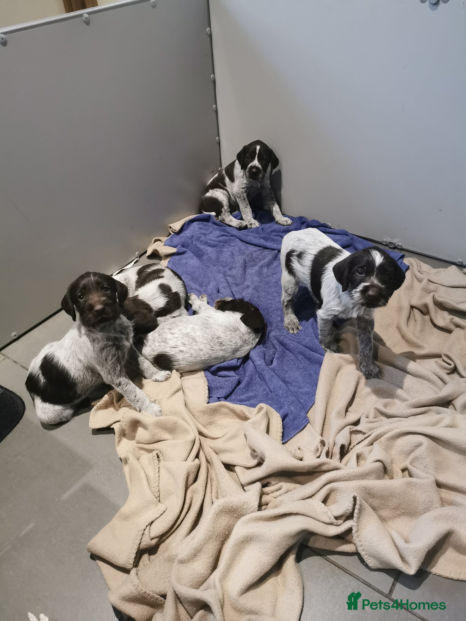 German Wirehaired Pointer dogs 4 x beautiful german wirehaired pointers  - Advert 7