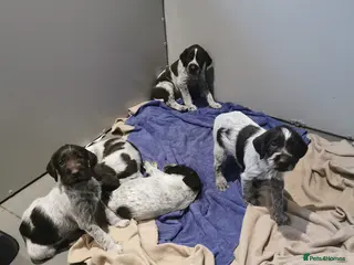 German Wirehaired Pointer dogs 4 x beautiful german wirehaired pointers - Advert 7