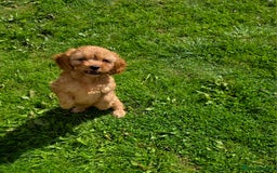 Cavapoo dogs for sale: Ready soon, TOY F1 RED CAVAPOOS DNA CLEAR - Image 15