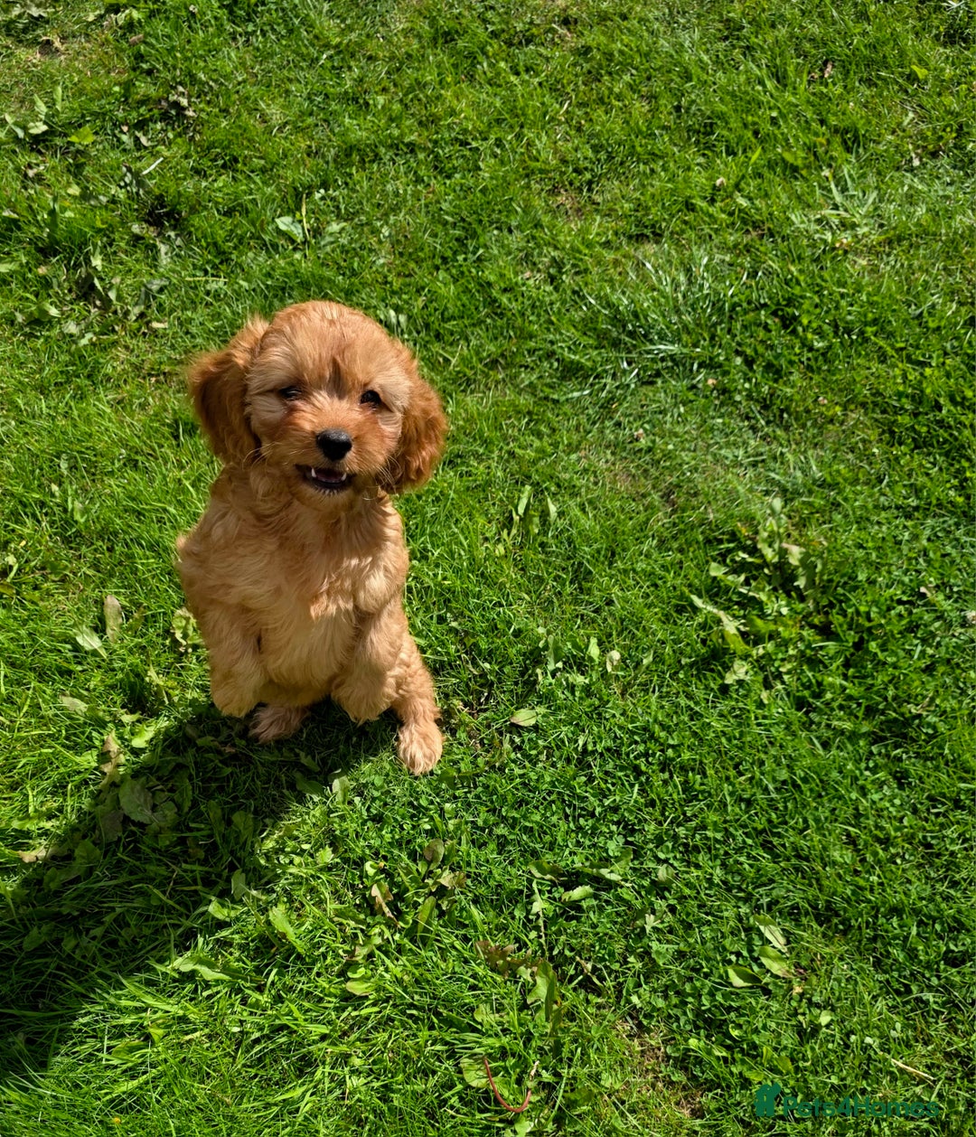 Cavapoo dogs for sale: Ready soon, TOY F1 RED CAVAPOOS DNA CLEAR - Image 15