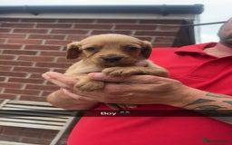 Mixed Breed dogs for sale: Beautiful Sprizla Puppies  - Image 5