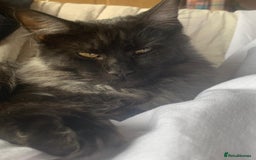 Maine Coon cats for sale: Full pedigree Maine Coon Female - Image 8