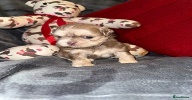 Shih Tzu dogs - Advert 3