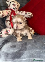 Shih Tzu dogs - Advert 3