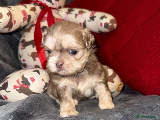 Shih Tzu dogs for sale - Advert 4
