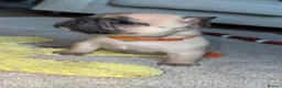 French Bulldog dogs for sale: 4 frenchie pups  - Advert 9