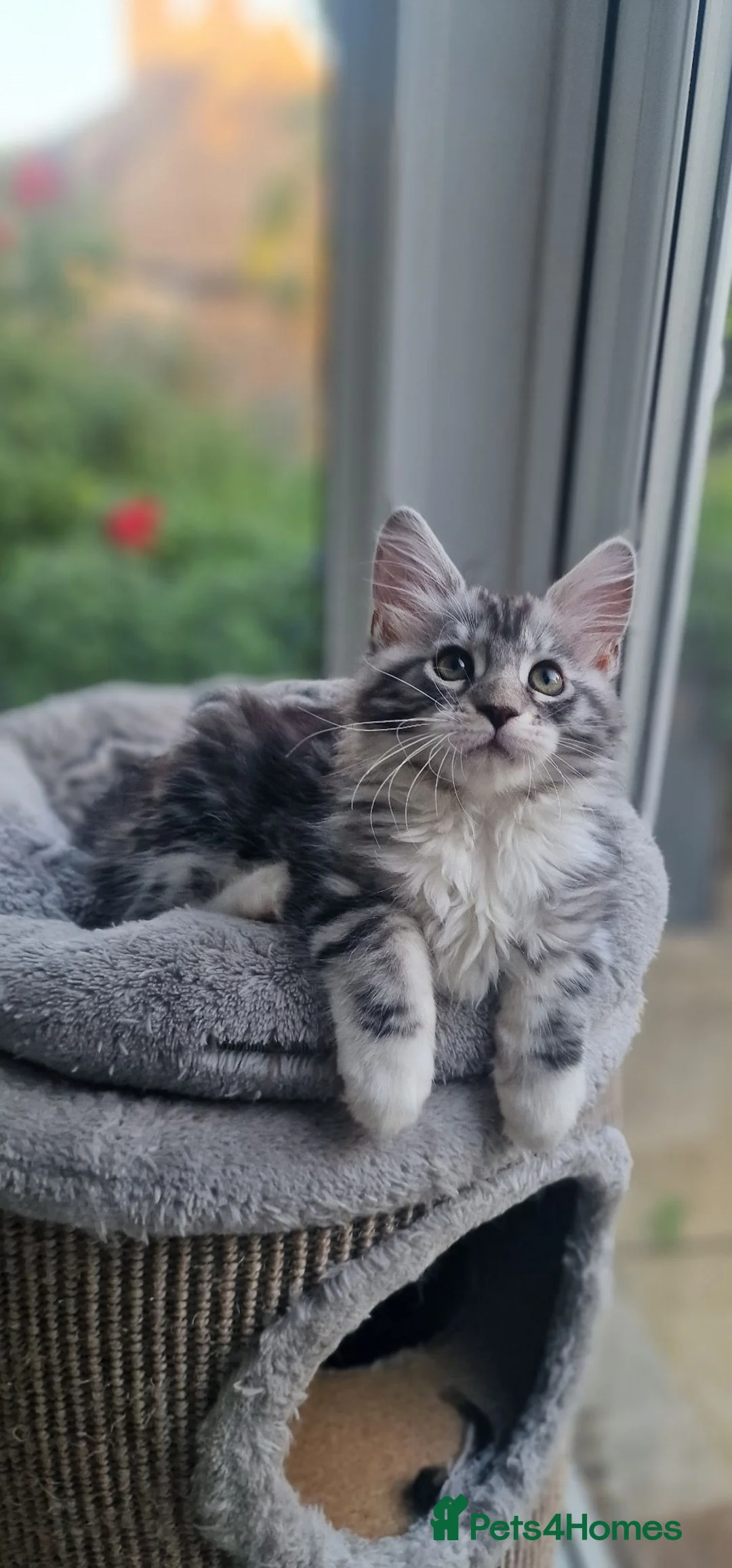 Maine Coon cats for sale: Tica Registered, Russian Line Maine Coon Kittens - Advert 1