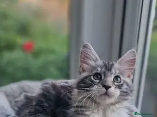 Maine Coon cats Tica Registered, Russian Line Maine Coon Kittens - Advert 3