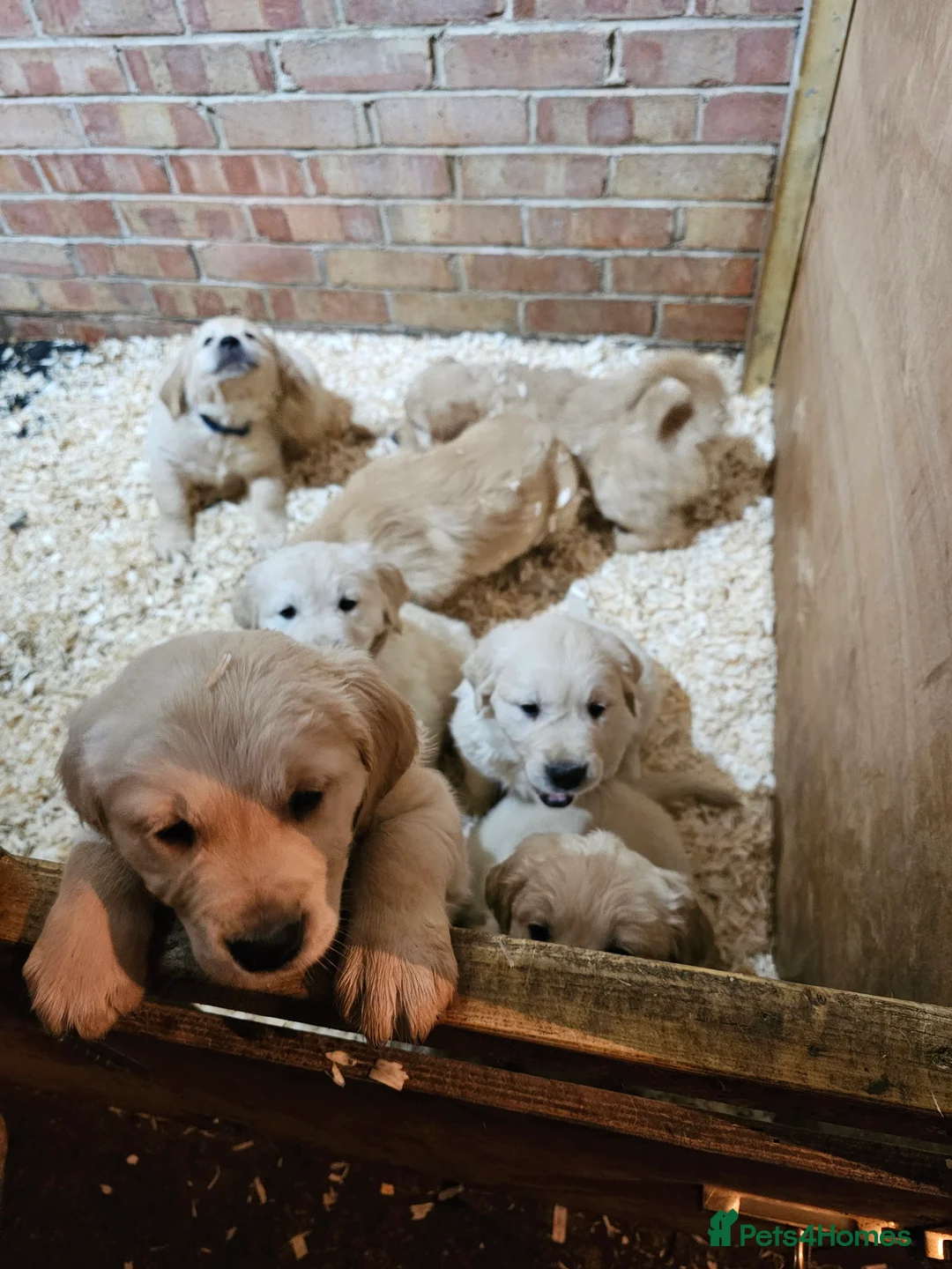Golden Retriever dogs for sale: Golden retriever puppy for sale in Harrow  London - Advert 19
