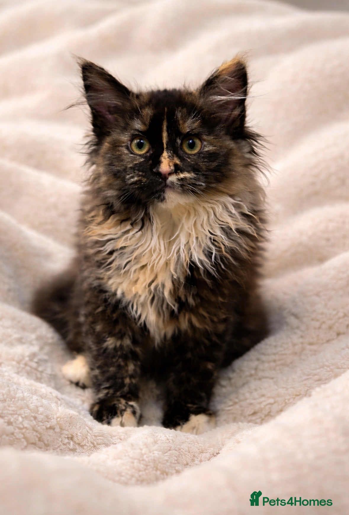 Maine Coon cats XXL Stunning Maine Coon girl Kitten Tortoiseshell - Advert 17