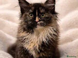 Maine Coon cats XXL Stunning Maine Coon girl Kitten Tortoiseshell - Advert 17