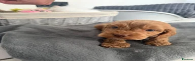 Cockapoo 3
