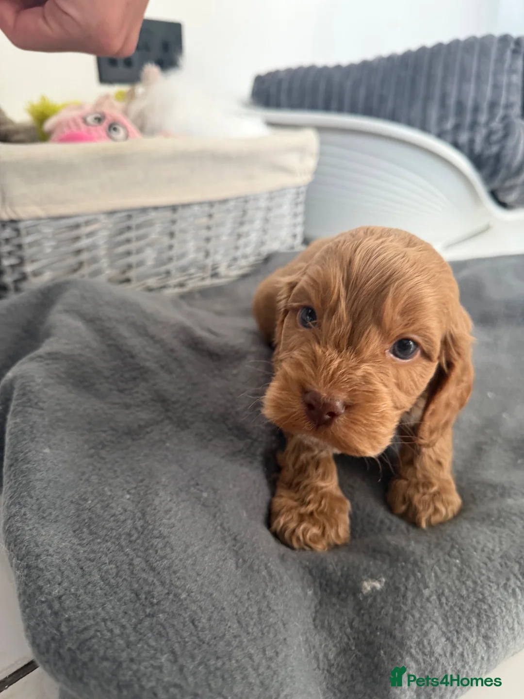 Cockapoo dogs for sale: ready to leave cockapoo puppies  - Advert 9