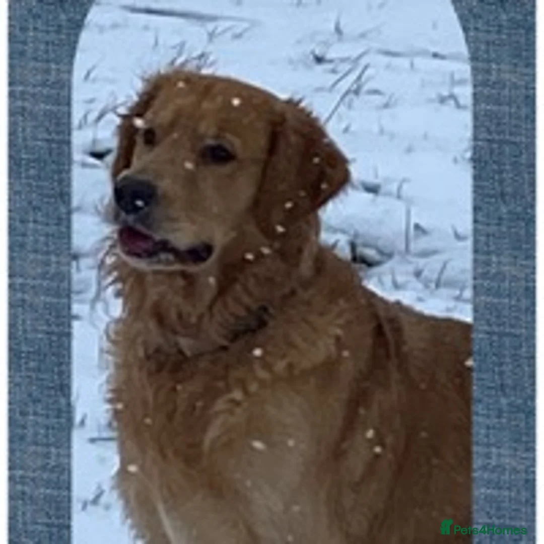 Golden Retriever dogs for stud: health tested golden retriever stud, large litters in Bury Saint Edmunds - Advert 11