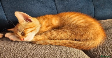 Mixed Breed cats - Advert 8