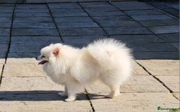Pomeranian dogs for sale: Pomeranian puppies, 8 wks, white. - Image 4