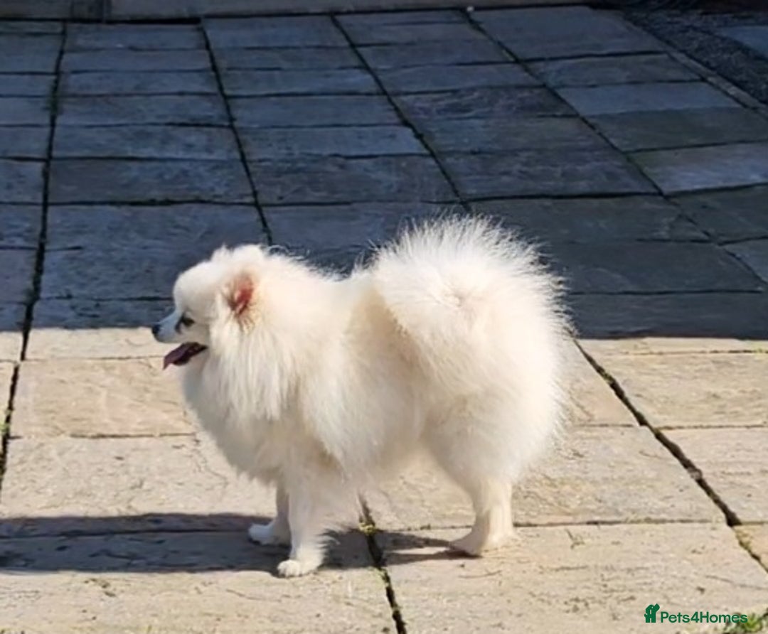 Pomeranian dogs for sale: Pomeranian puppies, 8 wks, white. - Image 4