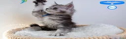 Maine Coon cats for sale: Stunning Maine Coon Kittens - Advert 7