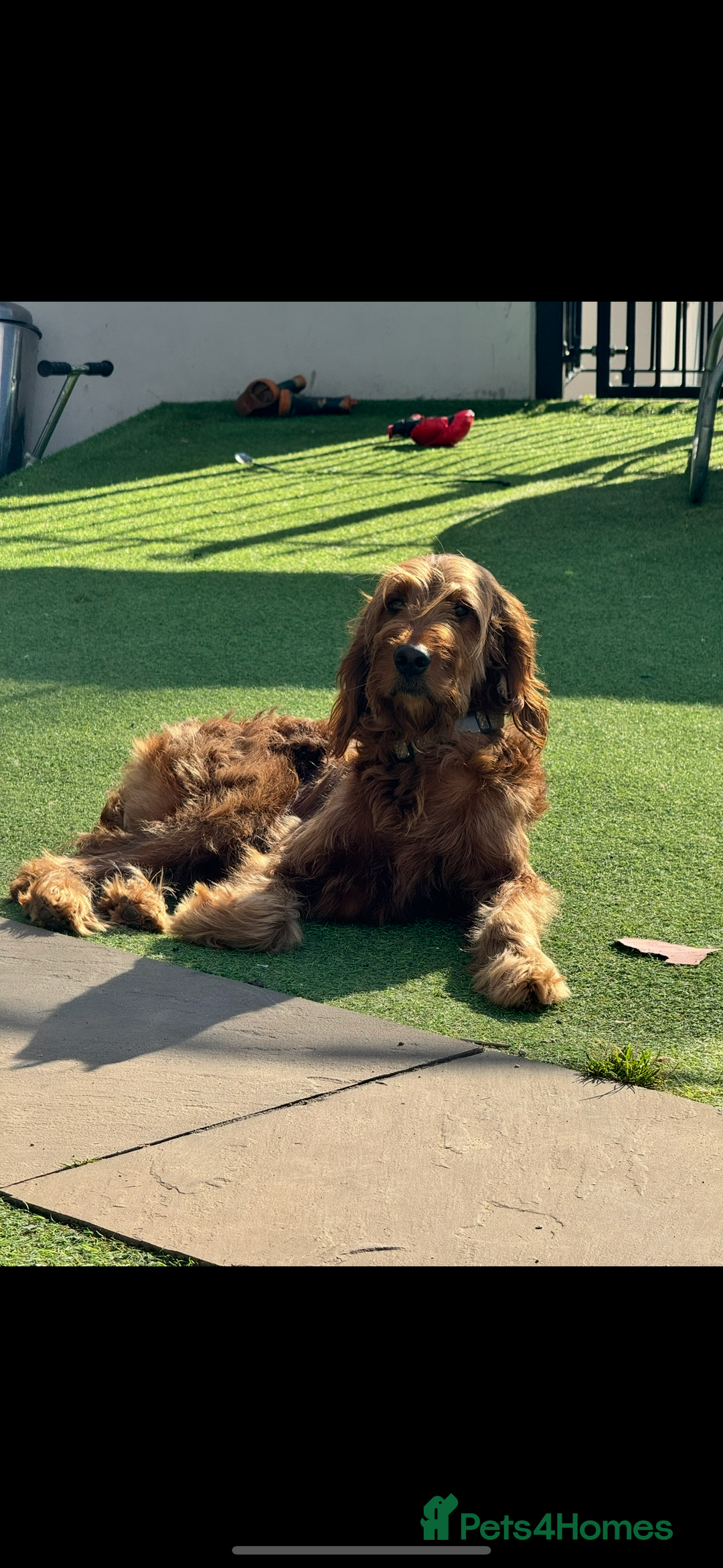 Goldendoodle dogs for sale: Golden doodle puppy’s for sale  - Advert 11