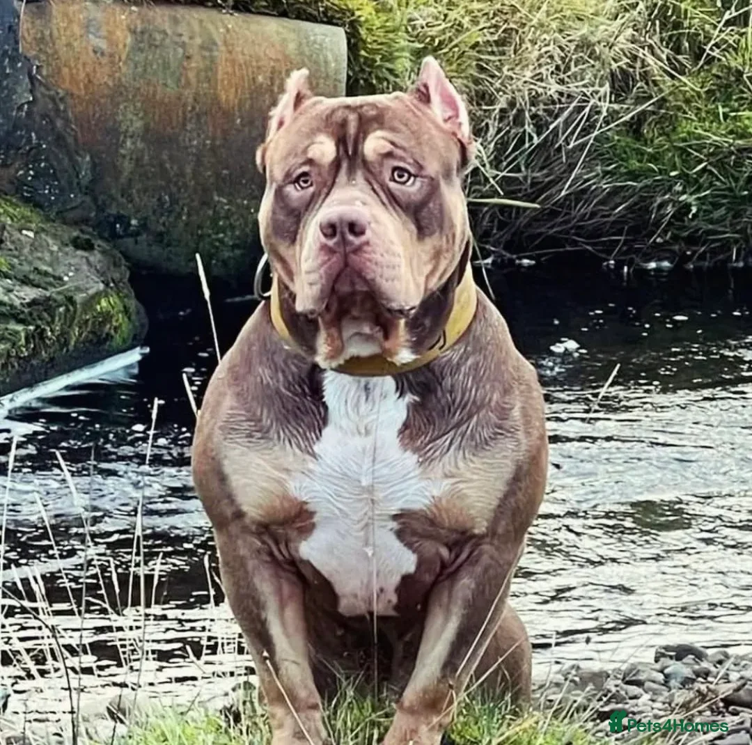 American Bully dogs for stud: Standard American Bully in Alva - Advert 6