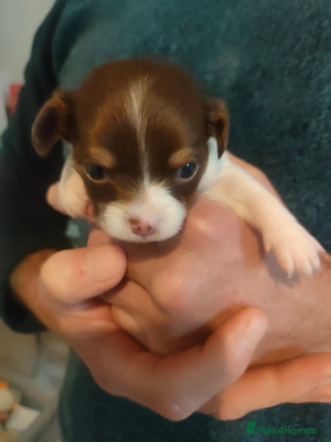 Chihuahua dogs for sale: Chihuahua puppies for sale - Advert 8