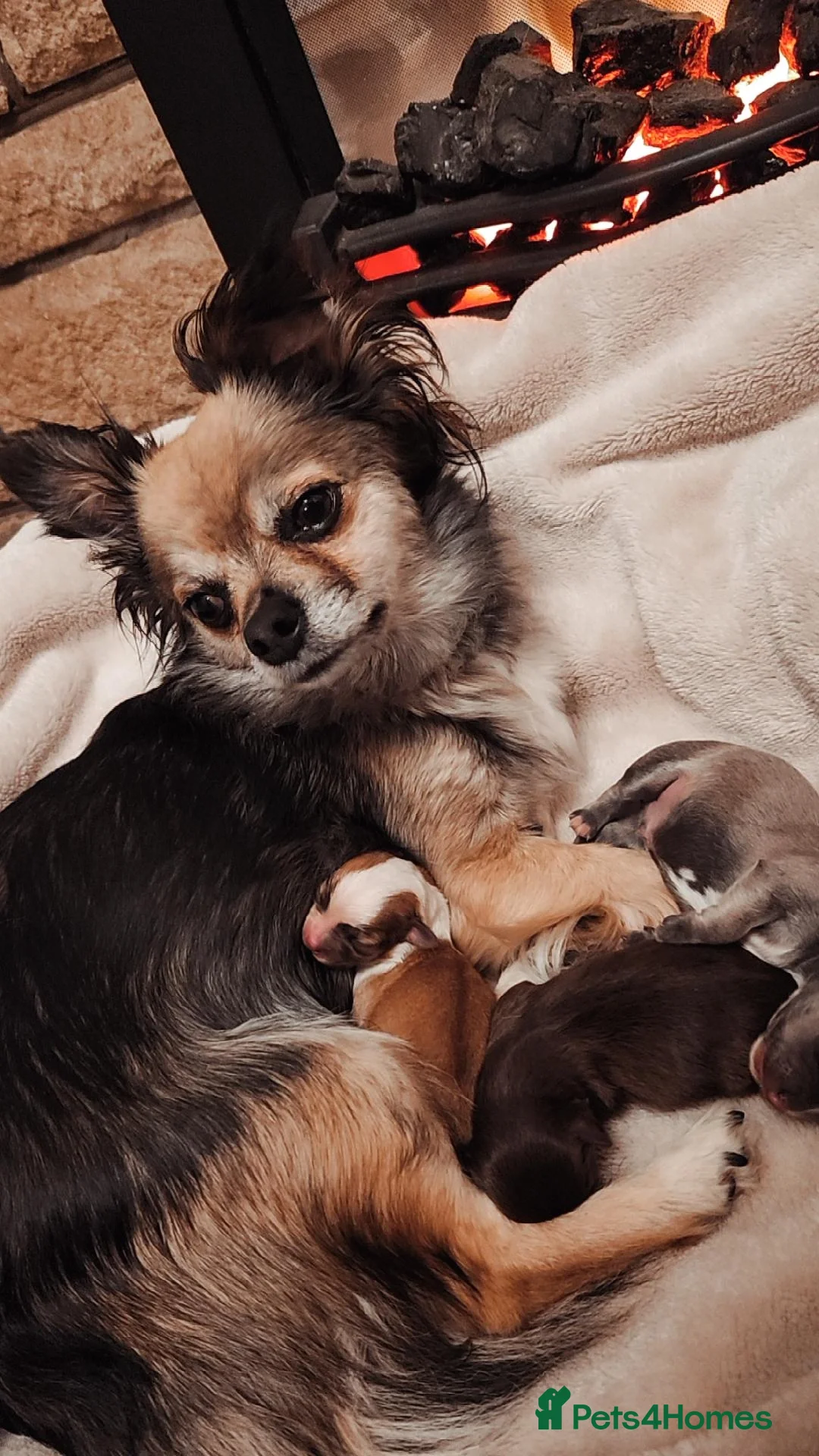 Chihuahua dogs for sale: Chocolate & White Long-Haired Chihuahua– Ready Now - Image 11
