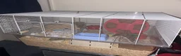 Hamster rodents for sale: Loving playful hamster in Stafford - Advert 2