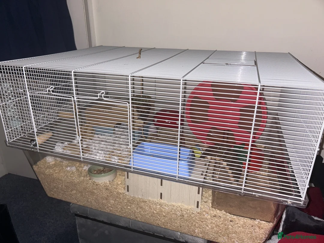 Hamster rodents for sale: Loving playful hamster in Stafford - Advert 2