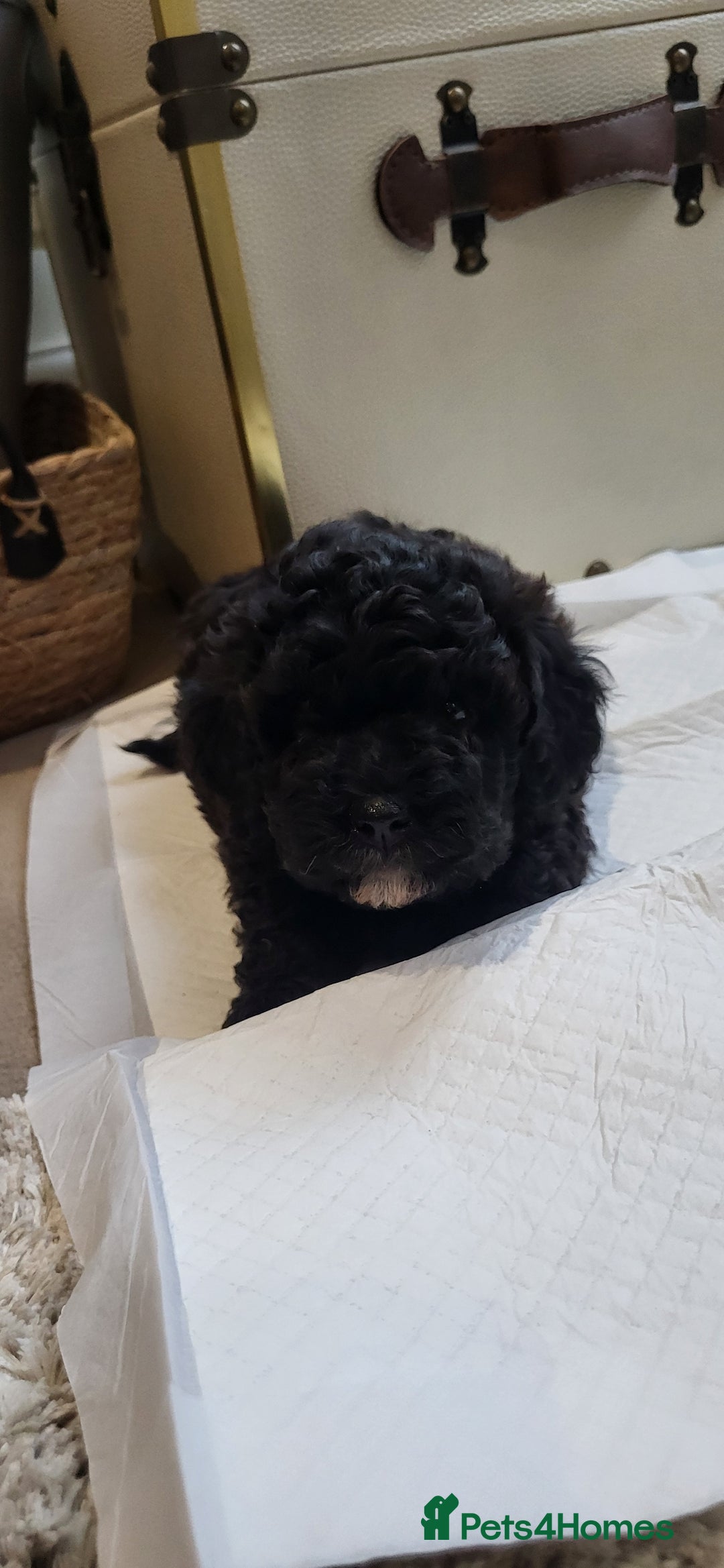 Cockapoo dogs for sale: Mr David  - Image 6