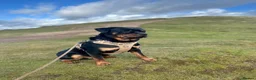 Rottweiler dogs for stud: 3 year old male for stud in exchange for a puppy  in Worcester - Advert 15