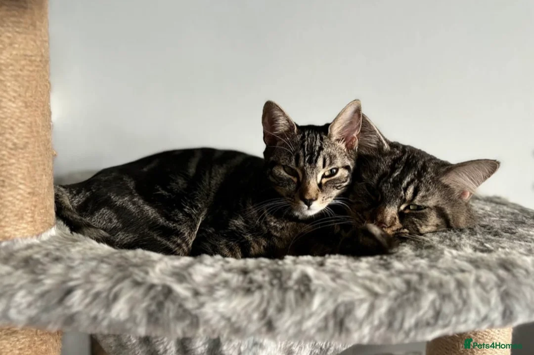 Mixed Breed cats for sale: 1:4 Mainecoon kittens  - Advert 1