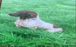 English Springer Spaniel dogs for sale: Springer Spaniel Puppies - Image 7