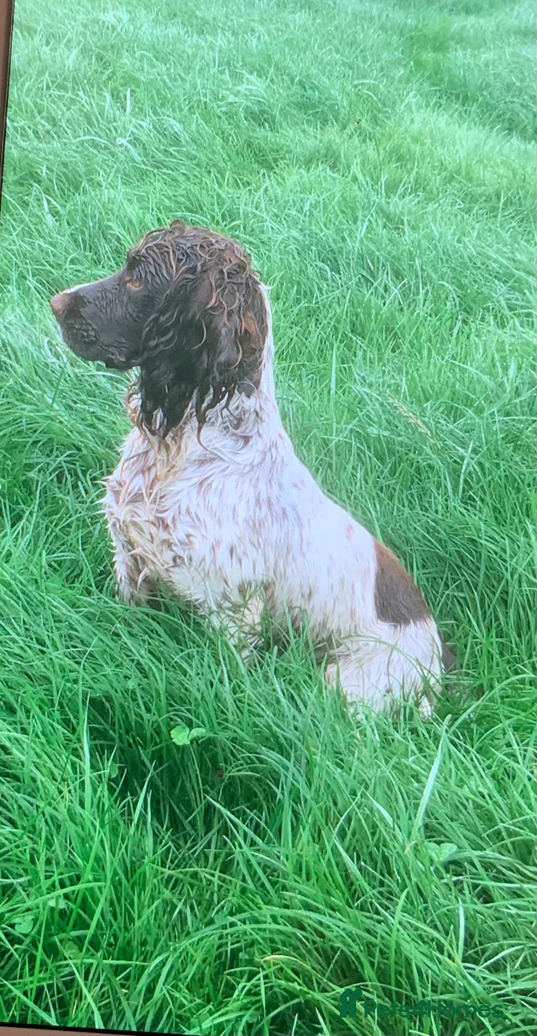 English Springer Spaniel dogs for sale: Springer Spaniel Puppies - Image 7
