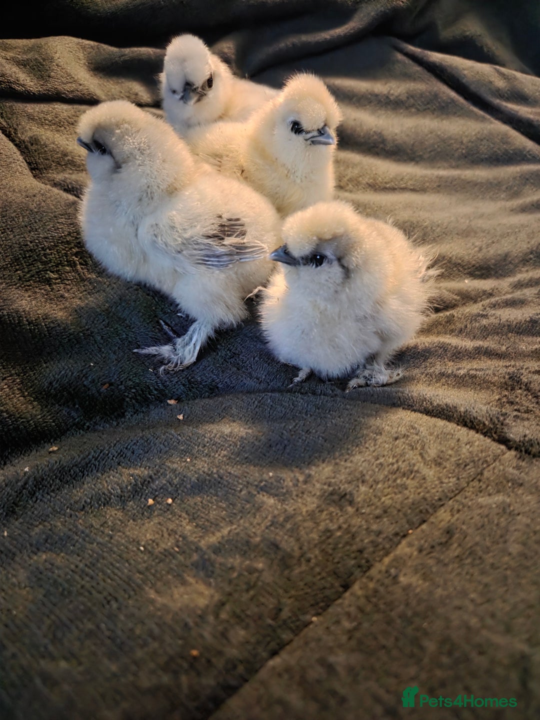 Chickens poultry for sale: USA MINI SILKIES  - Image 5
