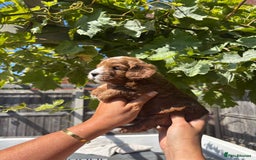 Cavapoo dogs for sale: Health tested cavapoo - Image 3