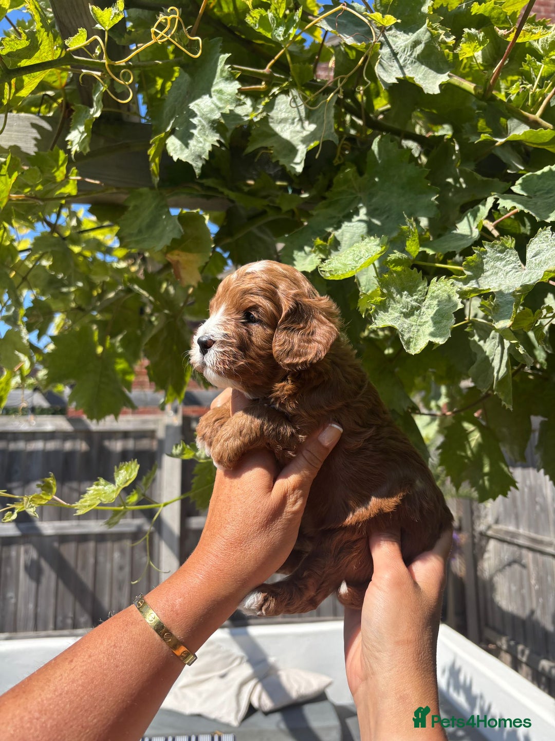 Cavapoo dogs for sale: Health tested cavapoo - Image 3