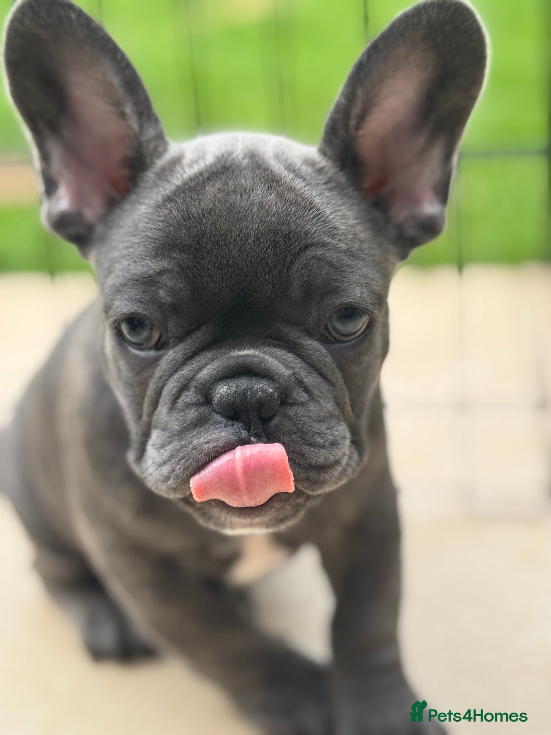French Bulldog dogs for sale: 2 left Ready for FOREVER Home🏡French Bulldog 🐶🐾 in Preston - Image 5