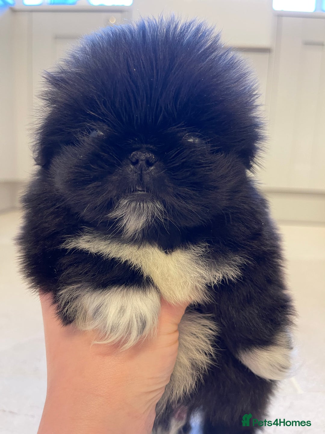 Pekingese dogs for sale: Gorgeous KC registered Pekingese Puppies  - Advert 13