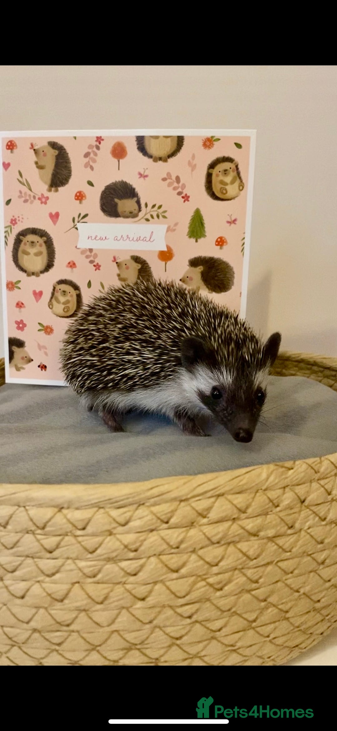 Pygmy Hedgehog rodents for sale: Twiglets looking for a new home  - Advert 3