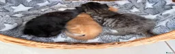 Mixed Breed cats for sale: Beautiful kittens looking for loving homes  - Advert 5