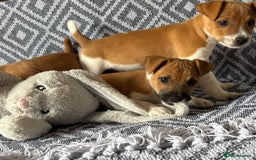 Mixed Breed dogs for sale: 💙 3 Beautiful Boys 💙 - Image 13