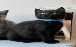 British Shorthair cats for sale: British Shorthair kittens - Image 11